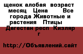 щенок алобая .возраст 1 месяц › Цена ­ 7 - Все города Животные и растения » Птицы   . Дагестан респ.,Кизляр г.